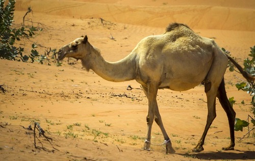 Camel in the desert of Dubai